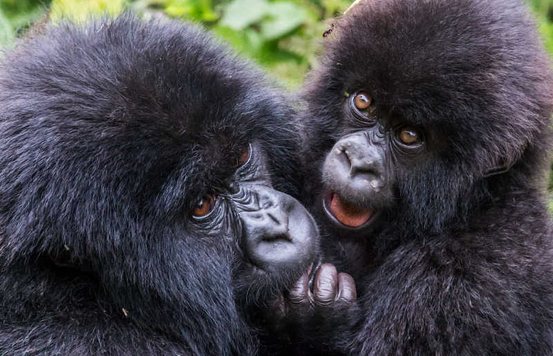 Africa holiday guide, Virunga Mountains, Rwanda. Mountain Gorilla adult and young