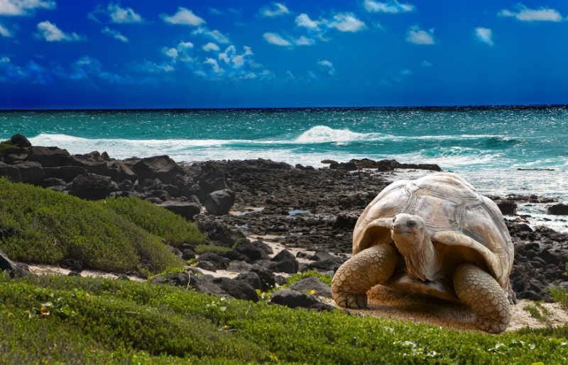 Giant tortoise in the Galapagos Islands, staff pick for 2026