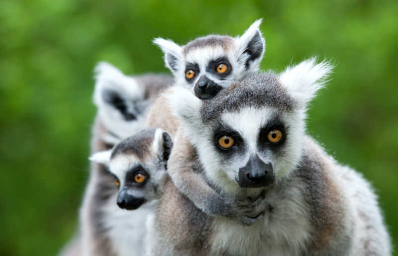 Ringtail lemur group in Madagascar, a recommendation for family travel in 2026