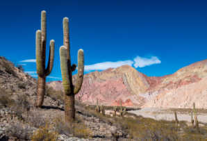 Northern Argentina, Salta ProvinceAWL- cactus, red rocks and blue skies