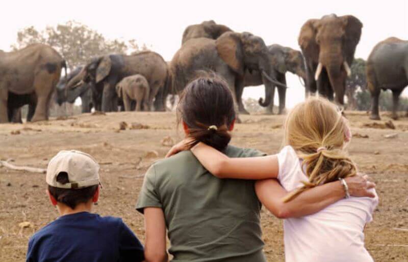Safari Kenya elephants