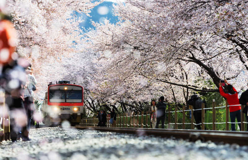 Jinhei, train arriving. Platform is lined with cherry trees in full bloom, with copious amounts of pink blossom