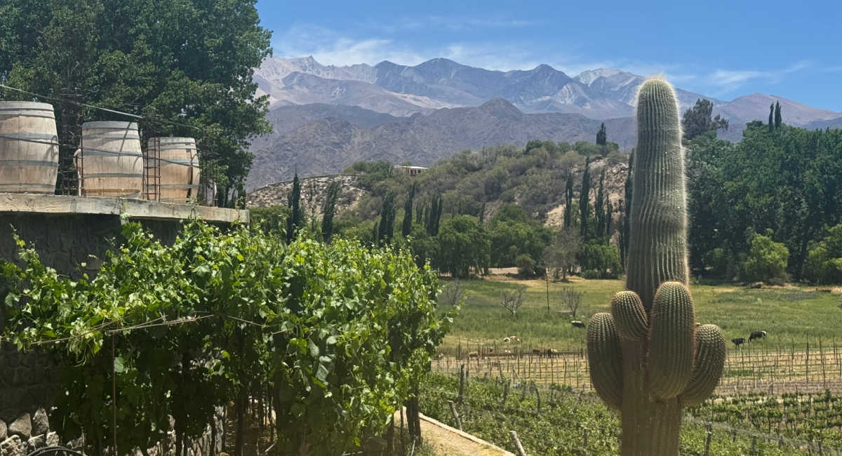 Molinas to Cachi, vines and cactus