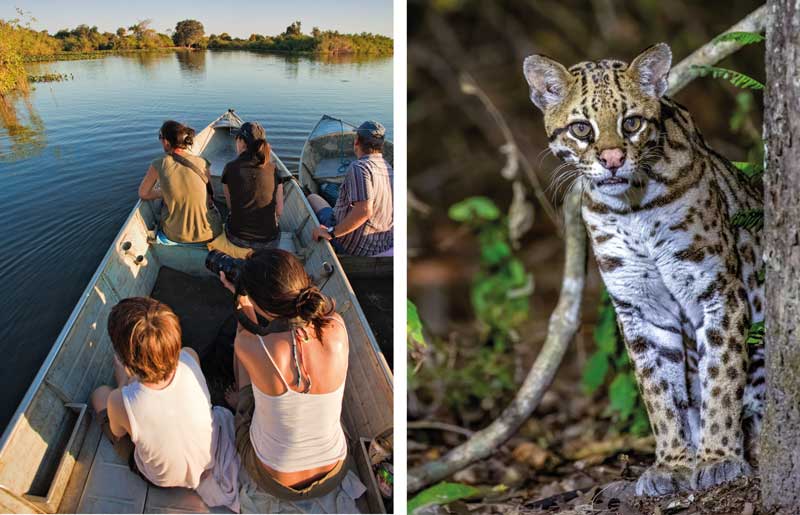 Explore Brazil's Pantanal by boat, looking for monkeys, macaws and even ocelots