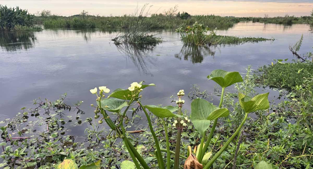 Peaceful scene on the Ibera Wetlands, a relaxing stop for families exploring northern Argentina