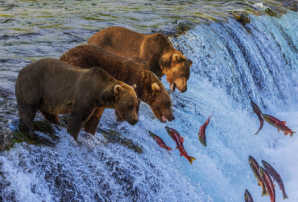 Thumbnail of bears fishing in Alaska, linking to Alaska Highlights family itinerary