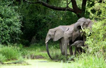 Elephants in Lake Manyara - best family-friendly hotels in Tanzania
