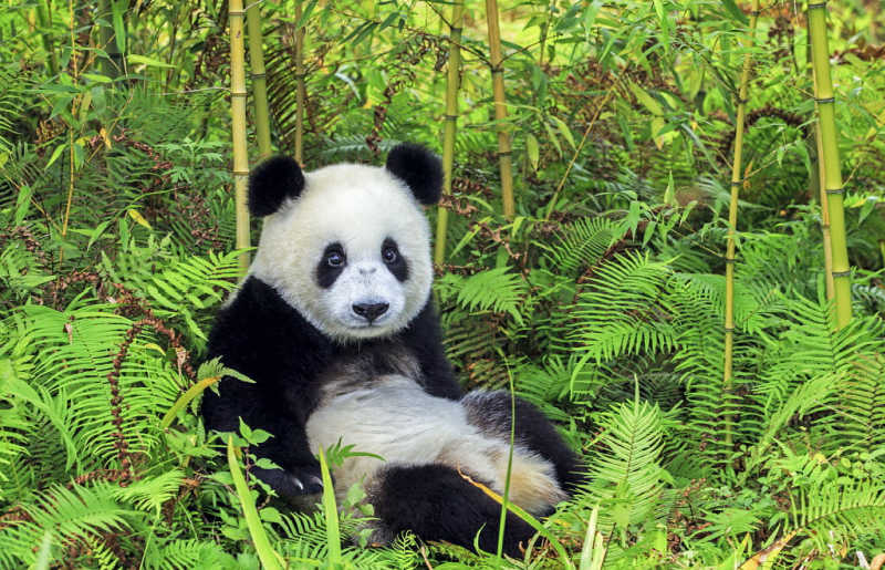 See cute pandas in reserve at Chengdu, top activity for families when holidaying in China with kids