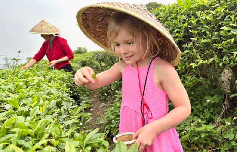 Child ages 5 on holiday learning to pick tea in China on trip with Stubborn Mule, find details in China family travel guide
