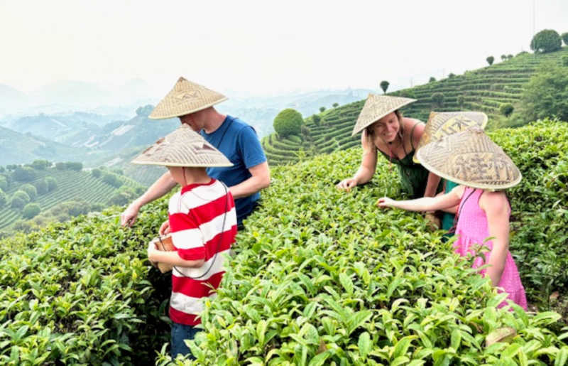 Family on holiday trying their hand at tea picking in southern China