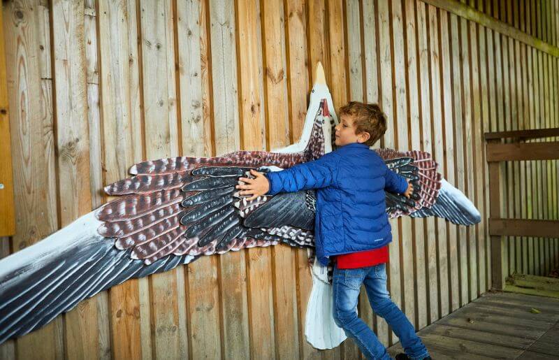 Boy compares his wing span with bird - Sweden family holidays