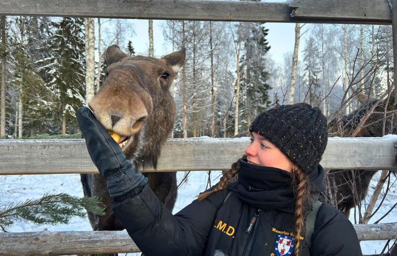 Lots of fun feeding moose on a Sweden family holiday