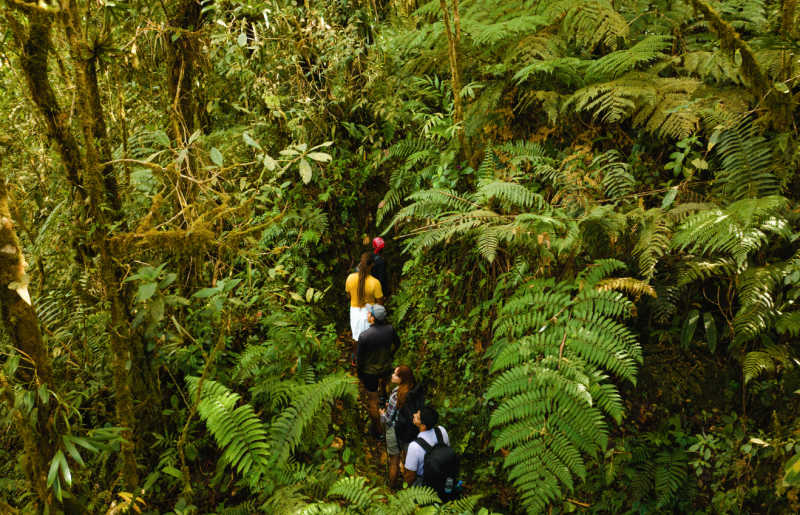 Group hiking on holiday in the cloud forest, Boquete, Chiriqui, Panama