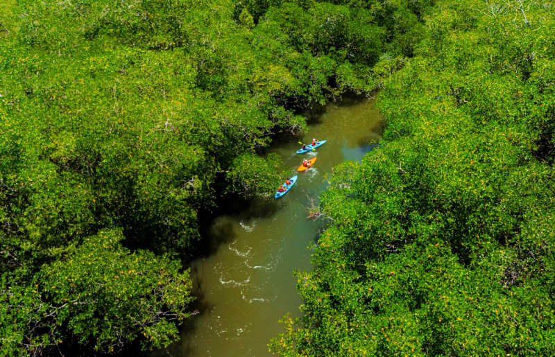 Family kayaking in the mangroves, Gulf of Chiriqui, places to visit in Panama