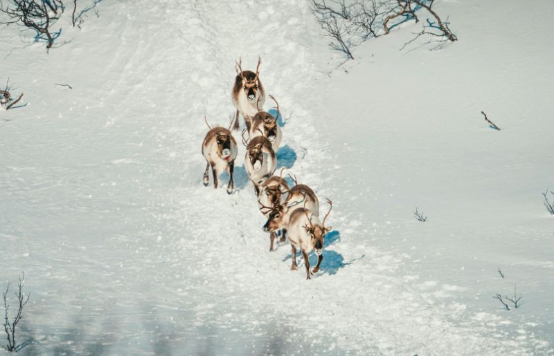 Reindeer in snowy Swedish Lapland - family-friendly holidays to Sweden