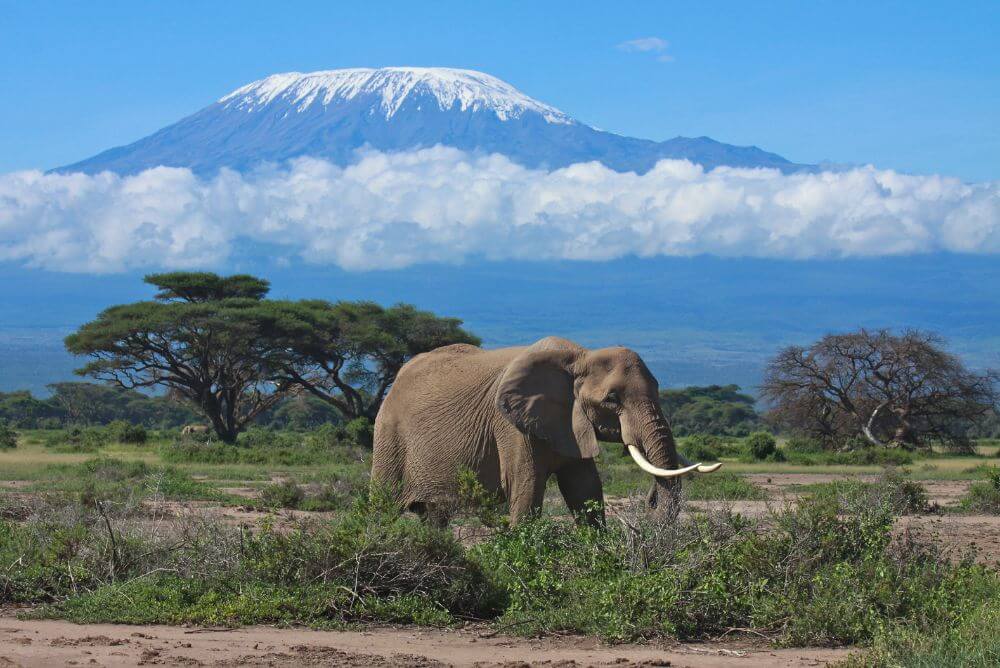 Safari in Amboseli, Kenya