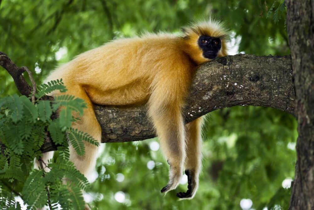 Gee's Golden Langur resting in a tree in Assam