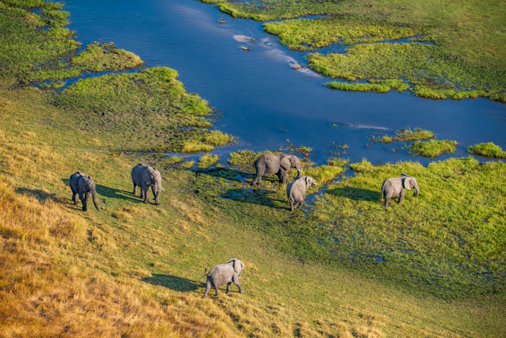 View of the Okavango Delta from light aircraft, with herd of elephants grazing, Botswana safari