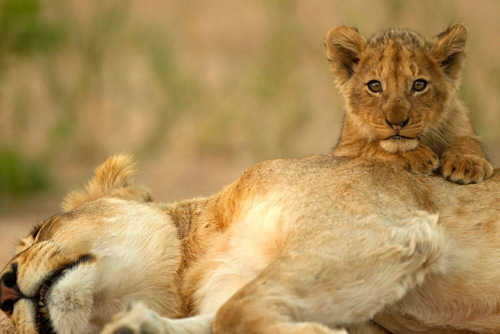 Sleeping lion with cub, Serengeti