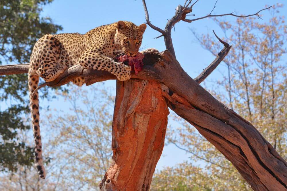 Rescued leopard at Okonjima, Namibia