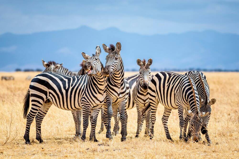 Zebra group in the Serengeti, Tanzania