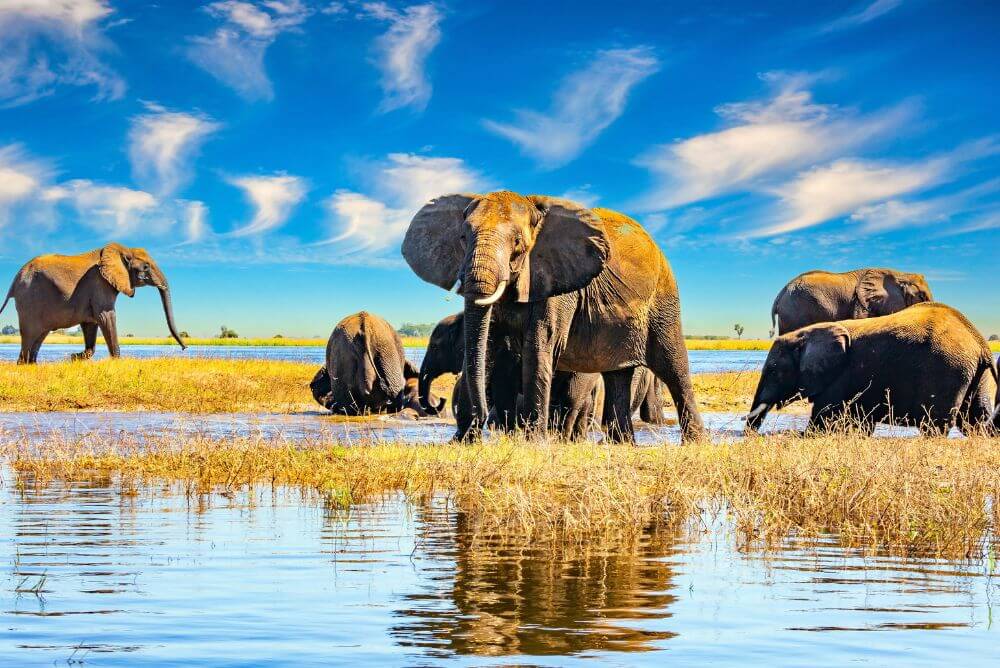 Elephants in the Okavango Delta, Botswana