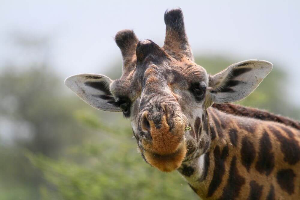 Close up of giraffe, looking at camera, South Africa, Kruger