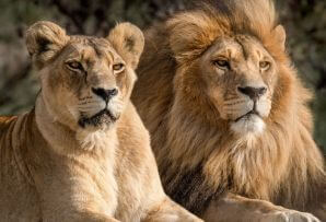 Close up of two lions in Kruger, South Africa, family safaris