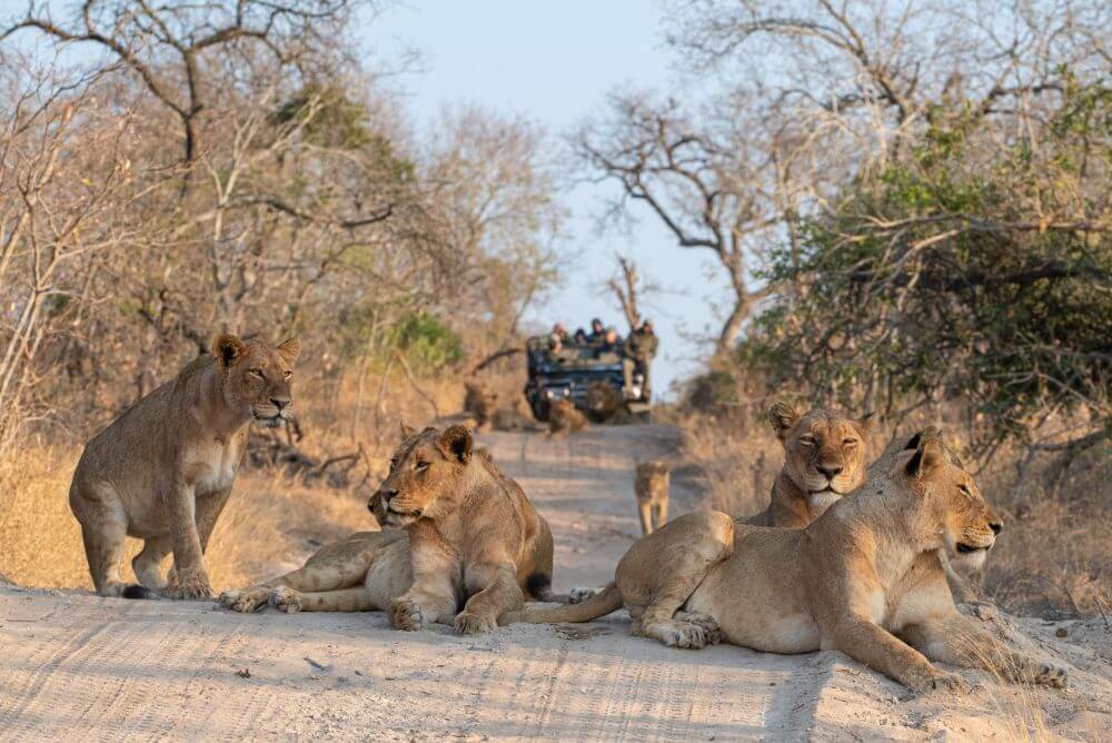 Pride of lion on a private Kruger conservancy, with safari vehicle in the distance