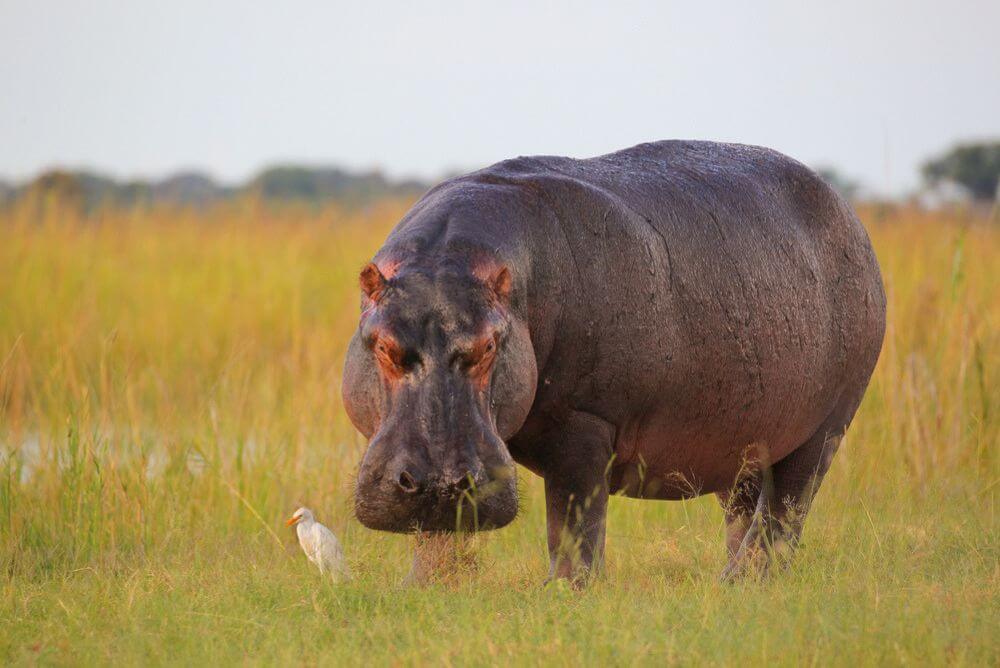 Hippo grazing in Botswana