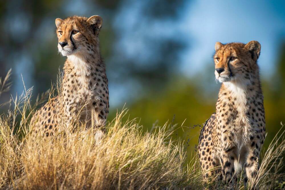 Cheetahs in Hwange National Park, Zimbabwe