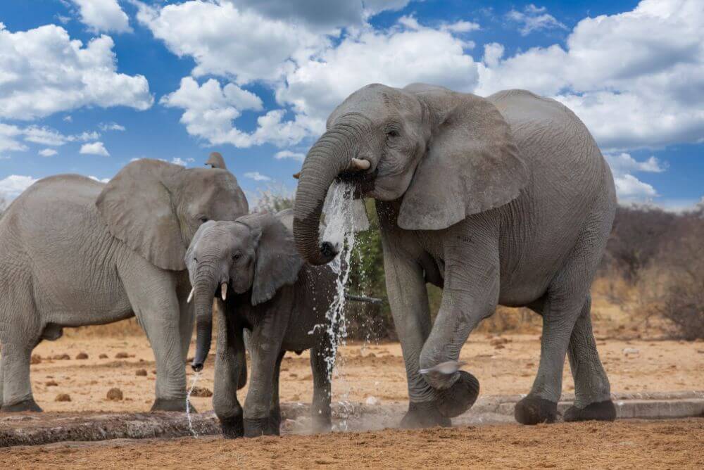 Etosha National Park, elephant herd