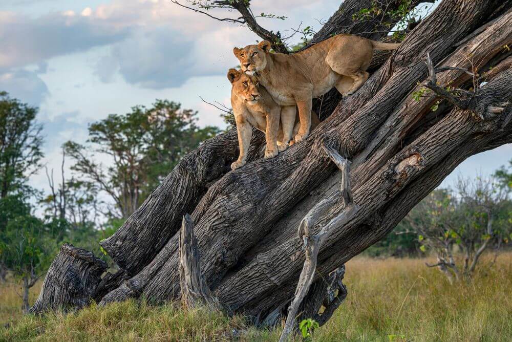 Lions on a tree in Moremi Game Reserve, Botswana