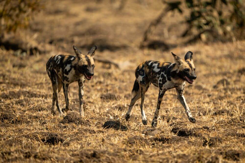 Wild dog in Zambia, South Luangwa