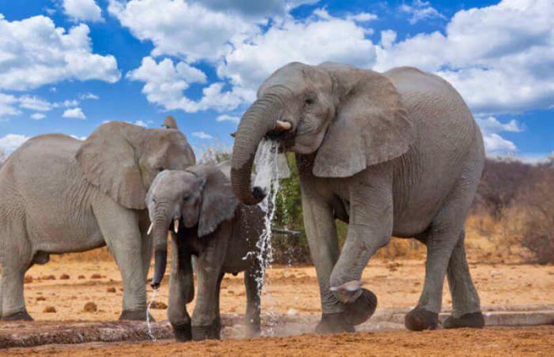 Elephants splash in water in Etosha National Park