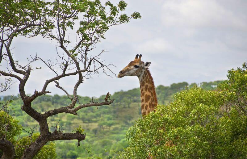 Giraffe at Hluhluwe game reserve in KwaZulu Natal