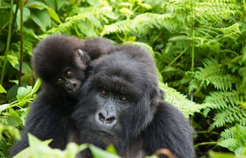 Mother and baby mountain gorillas in Rwanda
