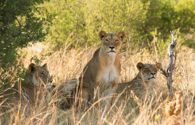 Lions in Hwange