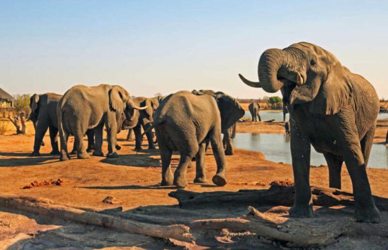See the Big Five in Hwange National Park