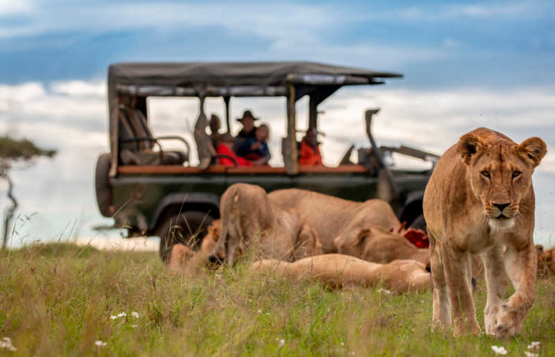 Family safari in Kenya, vehicle with lion pride close by