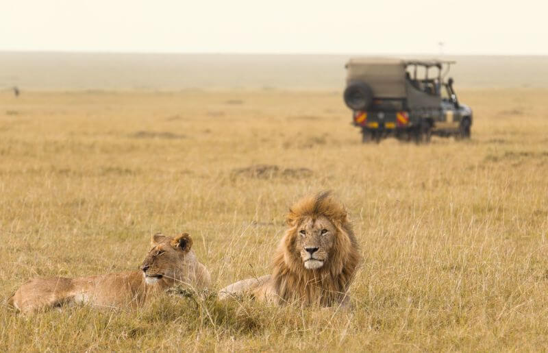 Lions in front of jeep in the Masai Mara