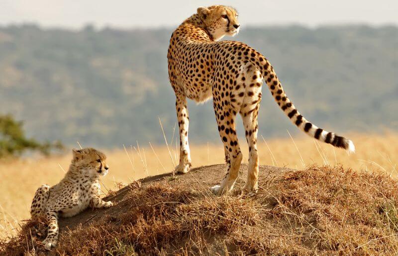Big cats abound in the open plains of the Masai Mara