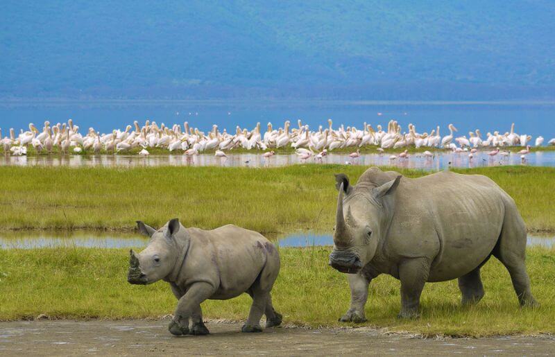 Rhinos with a flock of flamingoes in the background at Ngorongoro Crater
