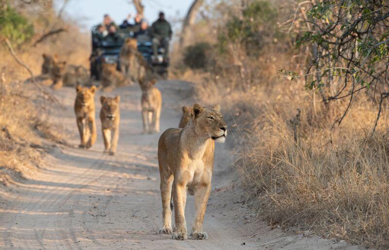 People in a safari 4x4 observe a pride of lions on the road ahead