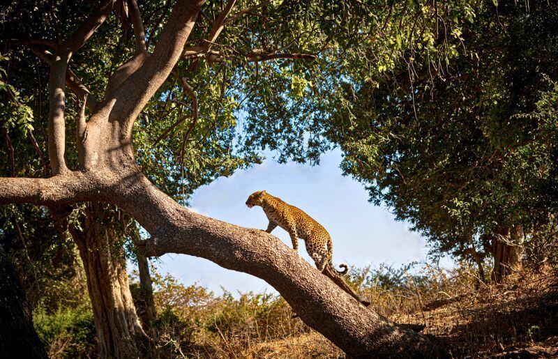 Leopard climbs a tree in South Luangwa National Park
