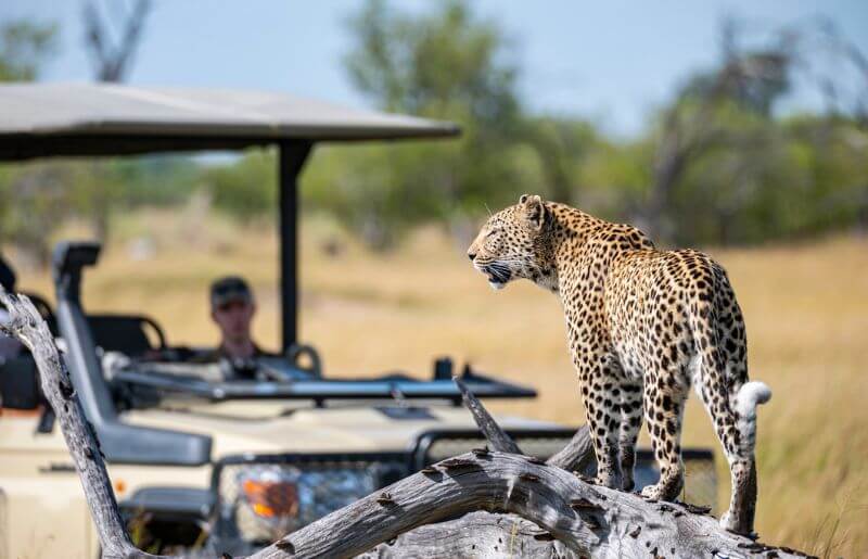 The game is prolific in Moremi, including leopards
