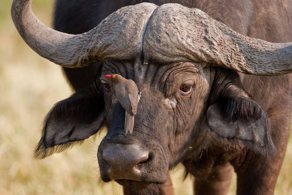 Buffalo with oxpecker sitting on its nose, Botswana