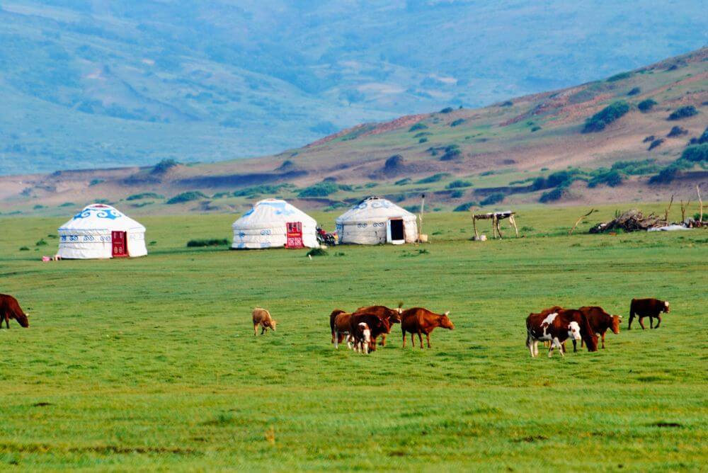 Cows graze around the Mongolian ger accommodation - family-friendly holidays to Mongolia
