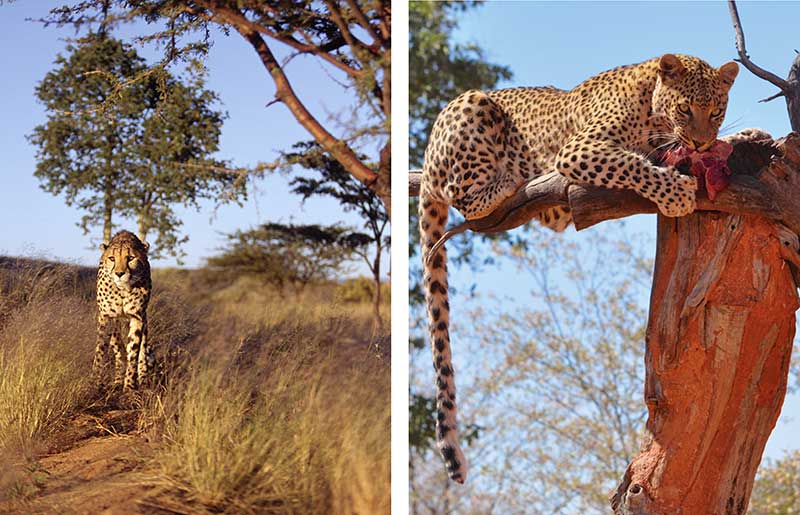 Rescued cheetah and leopard at Okonjima - AfriCat, Namibia