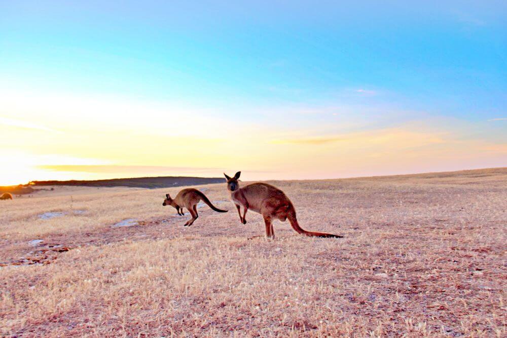 Kangaroo Island in Australia